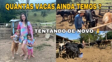 O QUE SOBROU DO NOSSO RETIRO DE VACAS LEITEIRAS!