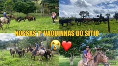 ESTAMOS PROSPERANDO! LEVAMOS NOSSAS FUTURAS VACAS LEITEIRAS PRO NOSSO SÍTIO